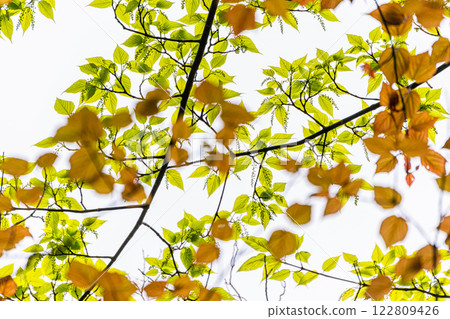 Young leaves of Yakushima maple - Yakushima, where gods reside Young leaves of Yakushima maple - Yakushima, where gods reside 122809426