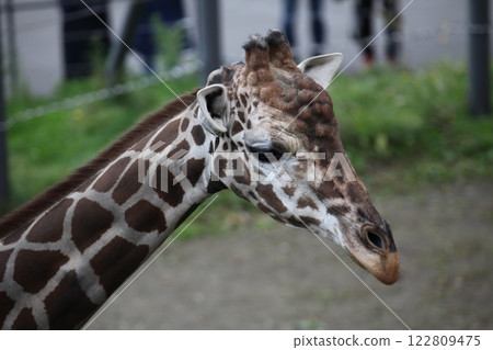 Giraffes in the zoo_Maruyama Zoo Giraffes in the zoo_Maruyama Zoo 122809475