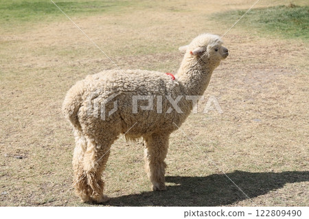 [Peru] Alpaca 122809490