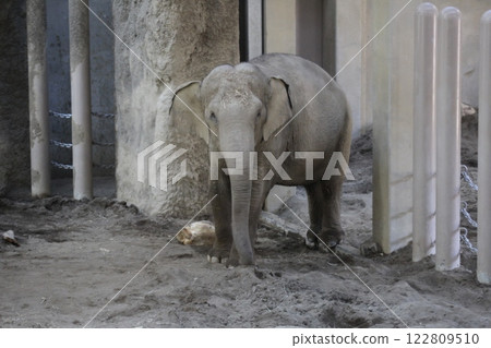 Elephants in the zoo_Maruyama Zoo 122809510