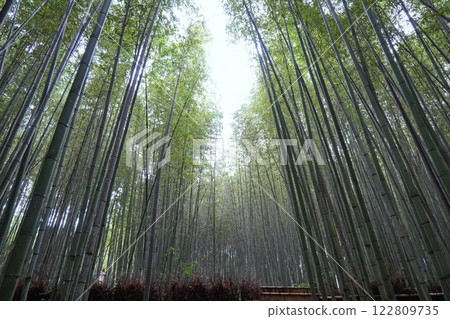 Kyoto Arashiyama bamboo forest small diameter 122809735