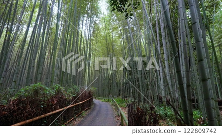 Kyoto Arashiyama bamboo forest small diameter 122809742