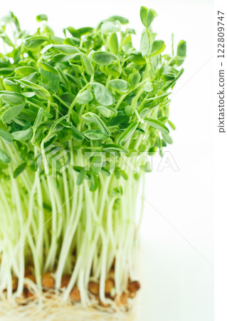 Bean sprouts white background Bean sprouts white background 122809747