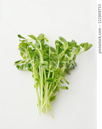 豆芽白底 豆芽白底 122809753