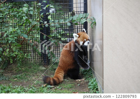 動物園裡的紅熊貓_圓山動物園 動物園裡的紅熊貓_圓山動物園 122809793
