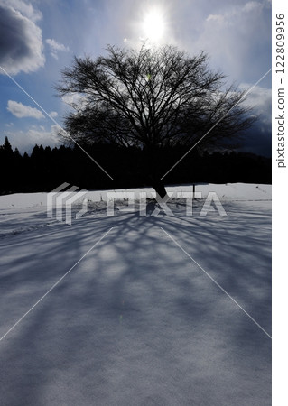 積雪覆蓋的塔蘇米櫻花樹 積雪覆蓋的塔蘇米櫻花樹 122809956