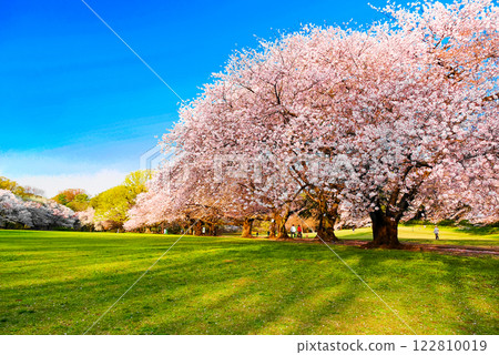 Light and Shadow in Kinuta Park 122810019