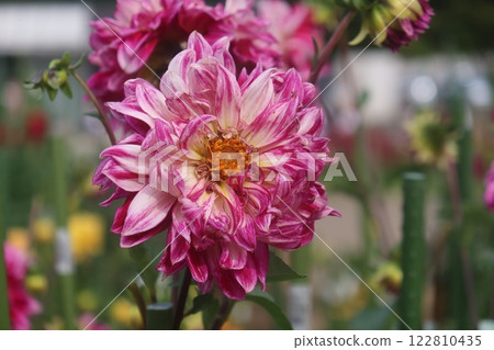 Dahlias on Mami Hill 122810435