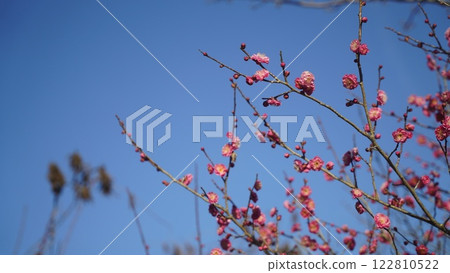 Plum blossoms in the blue sky Plum blossoms in the blue sky 122810522