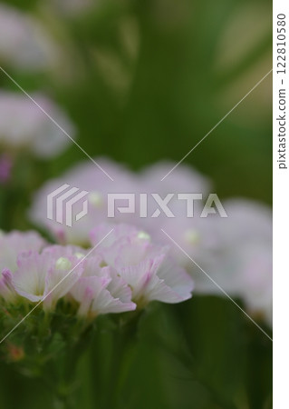 Statice white flower Statice white flower 122810580