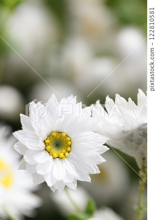 Rhodanthe white flower 122810581