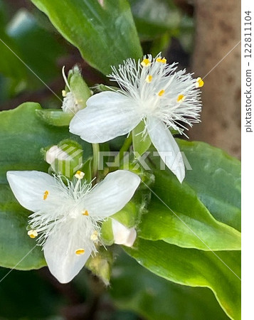 A small flower I found on a walk 122811104