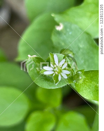A small flower I found on a walk A small flower I found on a walk 122811105