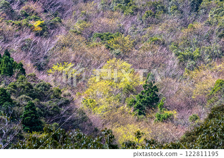 新綠與神明居住的山:離岸阿爾卑斯山屋久島 新綠與神明居住的山:離岸阿爾卑斯山屋久島 122811195