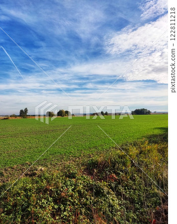 Green field of wheat against the sky 122811218
