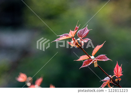 Yakushima Offshore Alps Spring (March) Young leaves of Yakushima long maple 122811223