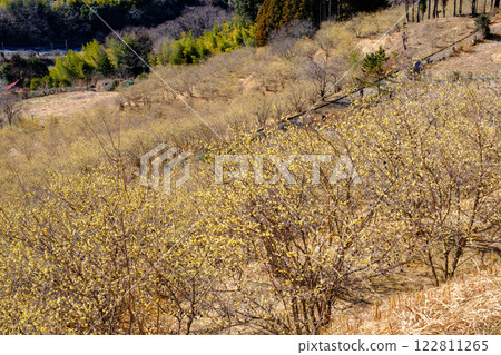 [In full bloom] Matsudamachiyori Wintersweet Festival in full bloom 122811265