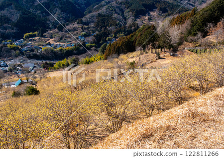 [In full bloom] Matsudamachiyori Wintersweet Festival in full bloom 122811266