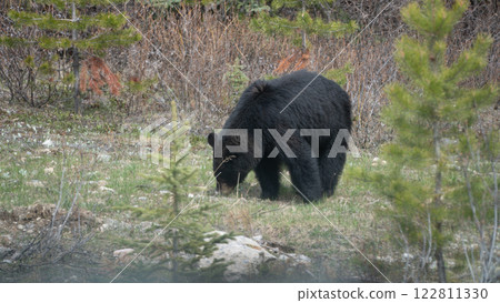 我在林間小路上遇見的一隻黑熊 我在林間小路上遇見的一隻黑熊 122811330