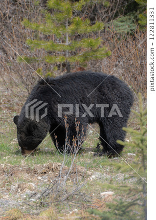A black bear I encountered on a forest road 122811331