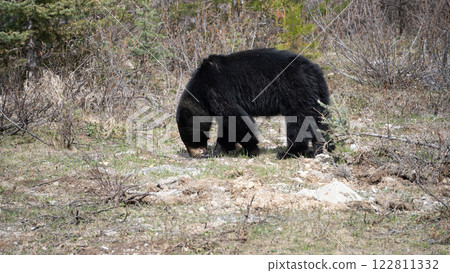我在林間小路上遇見的一隻黑熊 122811332