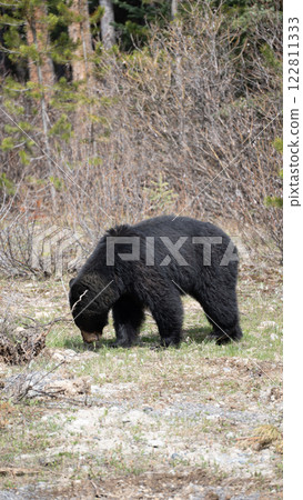 我在林間小路上遇見的一隻黑熊 122811333