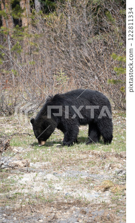 我在林間小路上遇見的一隻黑熊 122811334
