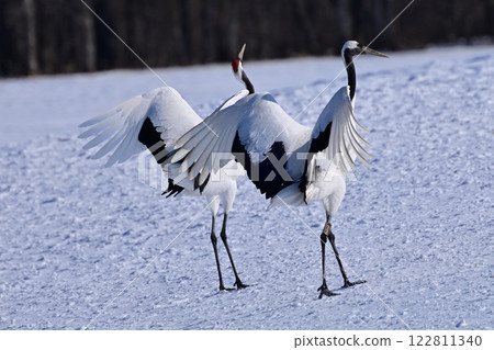 Red-crowned crane after landing 122811340