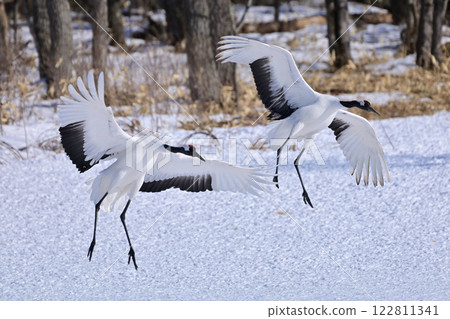 Japanese crane, before landing 122811341