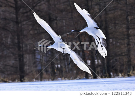 Japanese crane, before landing Japanese crane, before landing 122811343