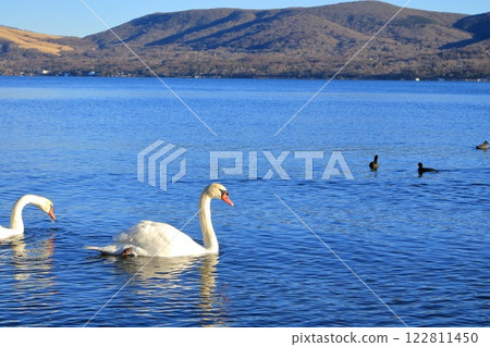Swans floating on Lake Yamanaka, Yamanashi Prefecture, Yamanakako Village Swans floating on Lake Yamanaka, Yamanashi Prefecture, Yamanakako Village 122811450