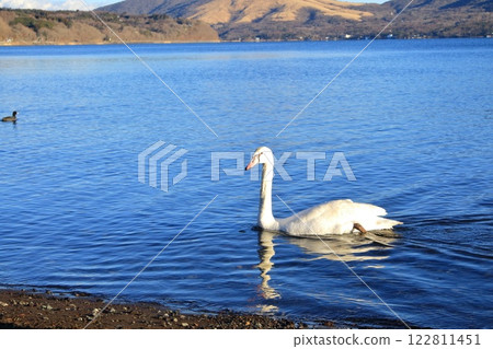 Swans floating on Lake Yamanaka, Yamanashi Prefecture, Yamanakako Village 122811451