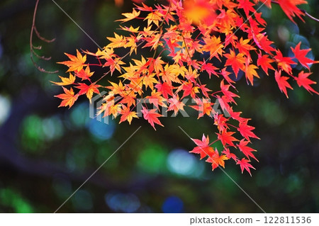 Autumn leaves in the city Autumn leaves in the city 122811536