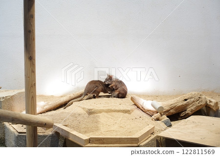 Wallaby peering into its belly 122811569