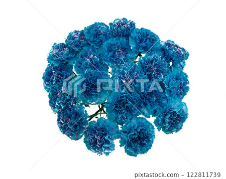 Cut flowers: Carnation 122811739