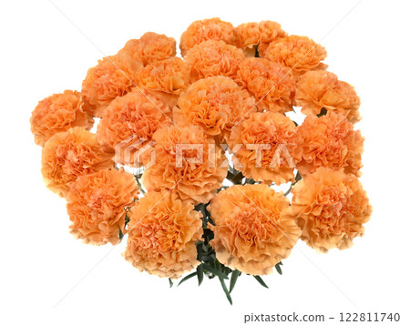 Cut flowers: Carnation 122811740