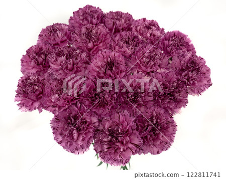 Cut flowers: Carnation 122811741
