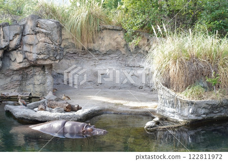 Hippopotamus bathing 122811972