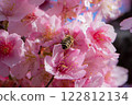 蜜蜂從櫻花中吸食花蜜，尋找花蜜 122812134