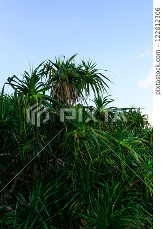 露兜樹,熱帶植物,西表島 露兜樹,熱帶植物,西表島 122812306