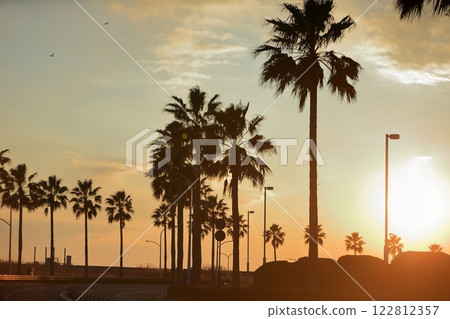 Urayasu palm tree landscape Urayasu palm tree landscape 122812357