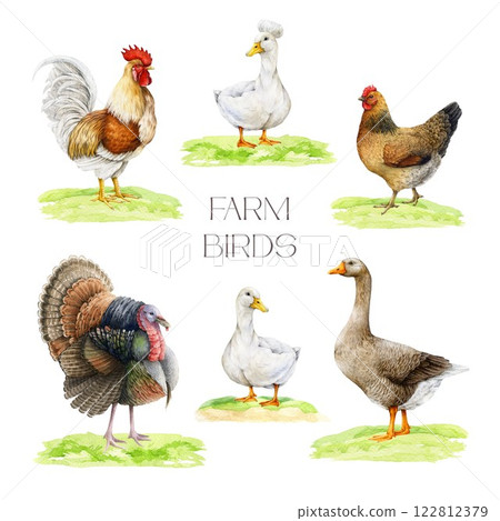 Farm birds on grassy ground watercolor illustration set. Hand drawn hen, duck, goose, turkey and rooster vintage style painted collection isolated on white background 122812379