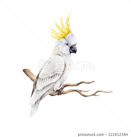 Sulphur-crested cockatoo realistic watercolor illustration. Hand drawn Cacatua galerita Australia native wildlife bird. Cute white cockatoo parrot with yellow crest on a branch. White background 122812384