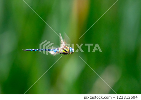 Madarajimma 122812694