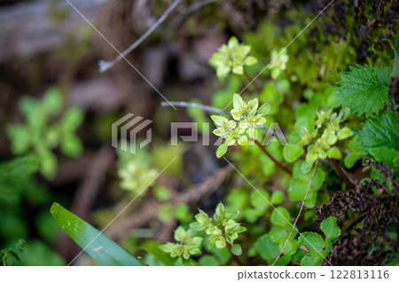 Affiliation 122813116