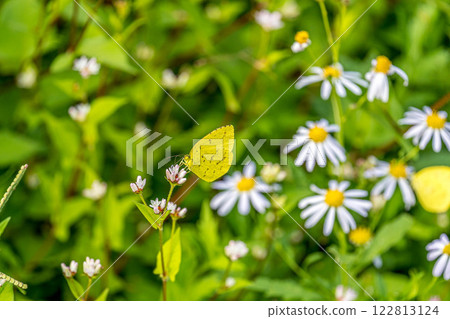 yellow butterfly sucking nectar from flowers 122813124