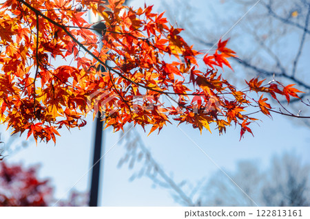 Sakurayama Park Autumn leaves scene 21 122813161