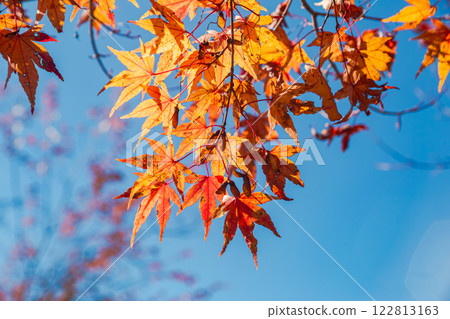 Sakurayama Park Autumn leaves scene 23 122813163