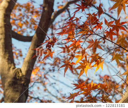 Sakurayama Park Autumn leaves scenery 41 122813181