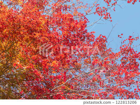 櫻山公園紅葉風景 109 122813206